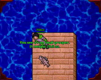 Grouper catches belong to the ordinary profession system.